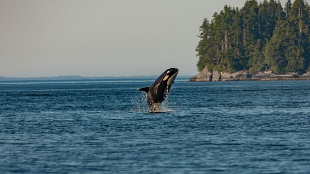 ORCA's Bold 'Upload Fee' Proposal Could Change the Fight Against Music Streaming Fraud Forever